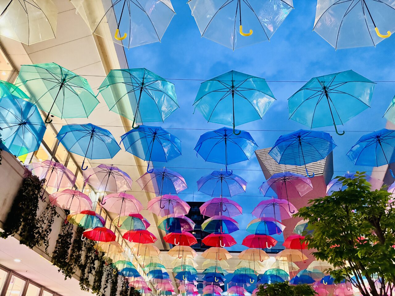 umbrella