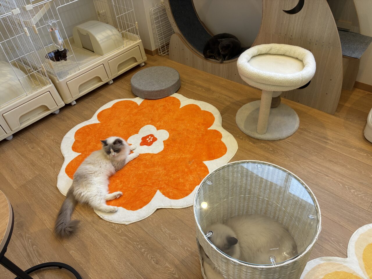 neko3
